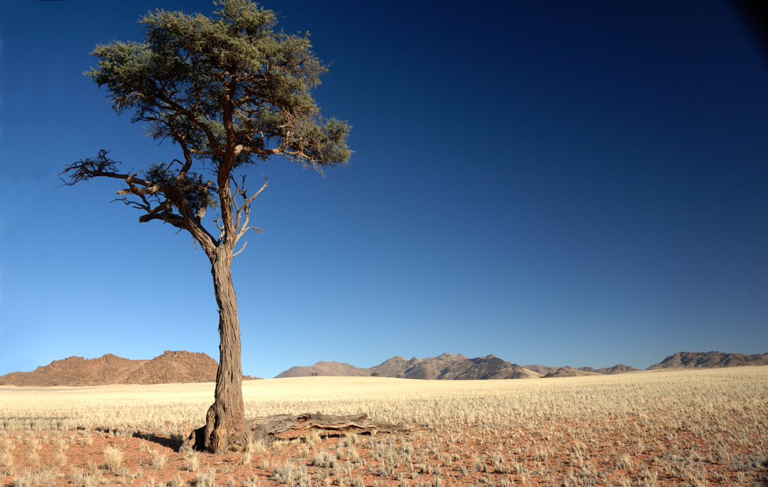 arbre au milieu du désert.jpg